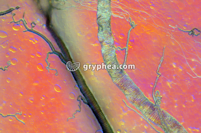 Trachées et trachéoles d'insecte x100 - gryphea.com